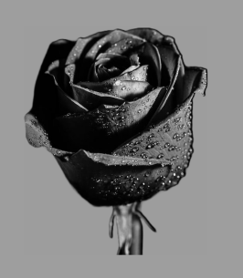 inscription 7b72ea21f6ca642ff0abd10d24c63209a41944cddb5acf78f5db30d651730c51i0